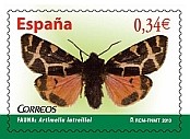 Artimelia latreillei © Teresa Farino